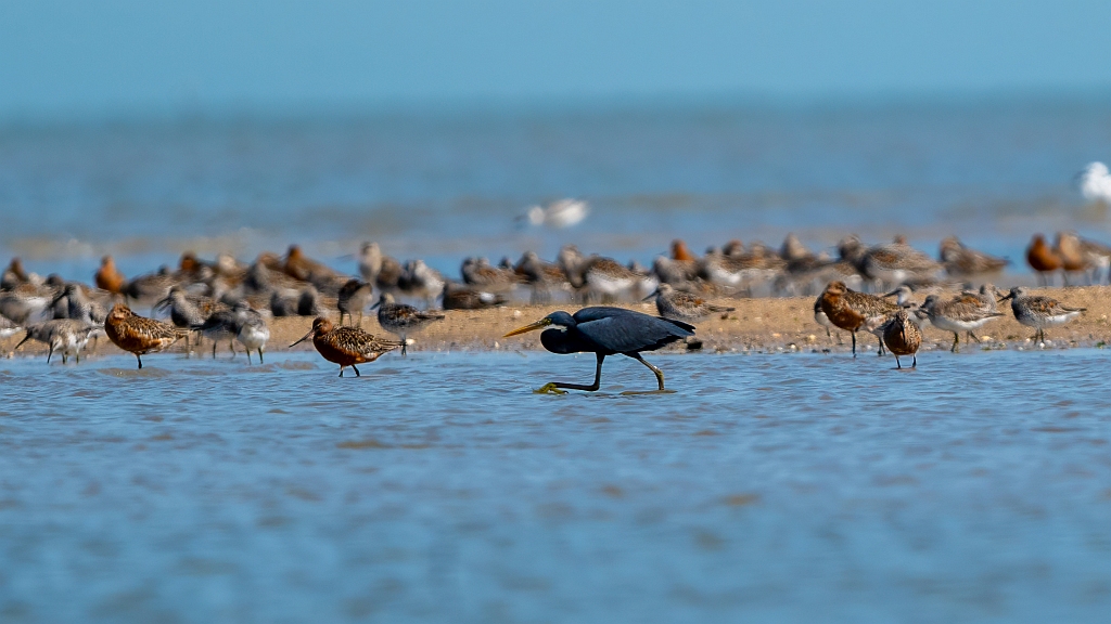Western Reef Egret